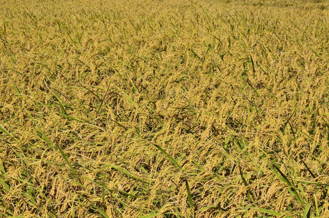 玉里鎮八畝田 Bamutian Farmland 8 Muアパートメント エクステリア 写真